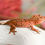 Thumbnail: Mardi Gras Super Dalmatian Crested Gecko