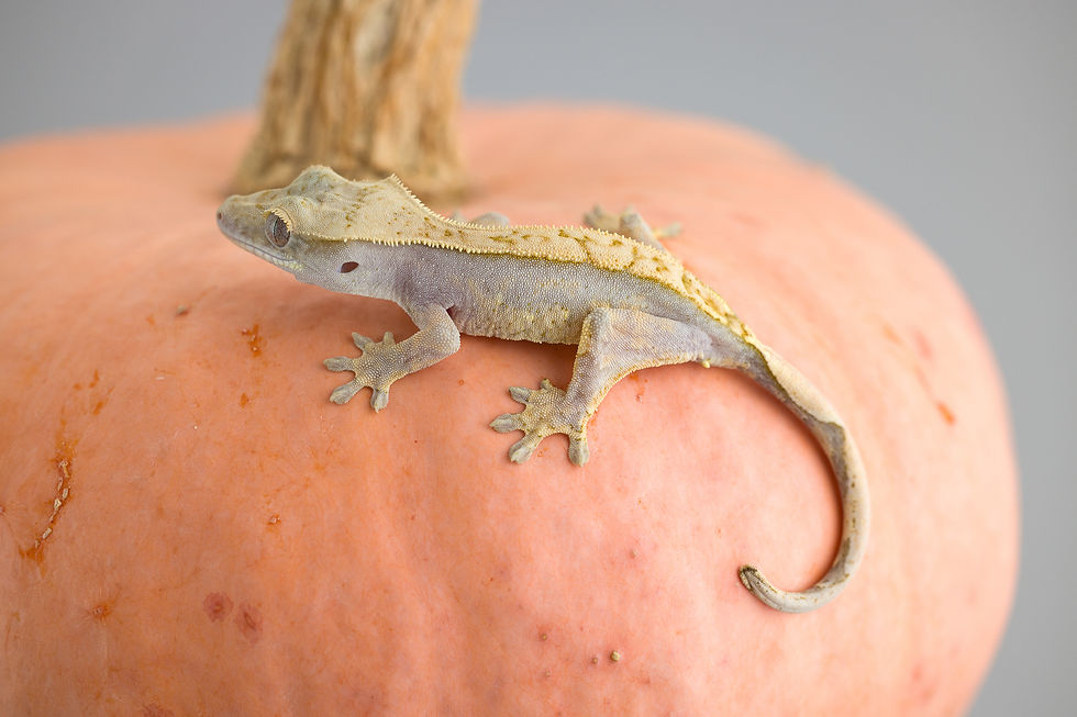 Pink Line ✿ Lavender Harlequin Crested Gecko