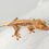 Thumbnail: Lilly White Crested Gecko