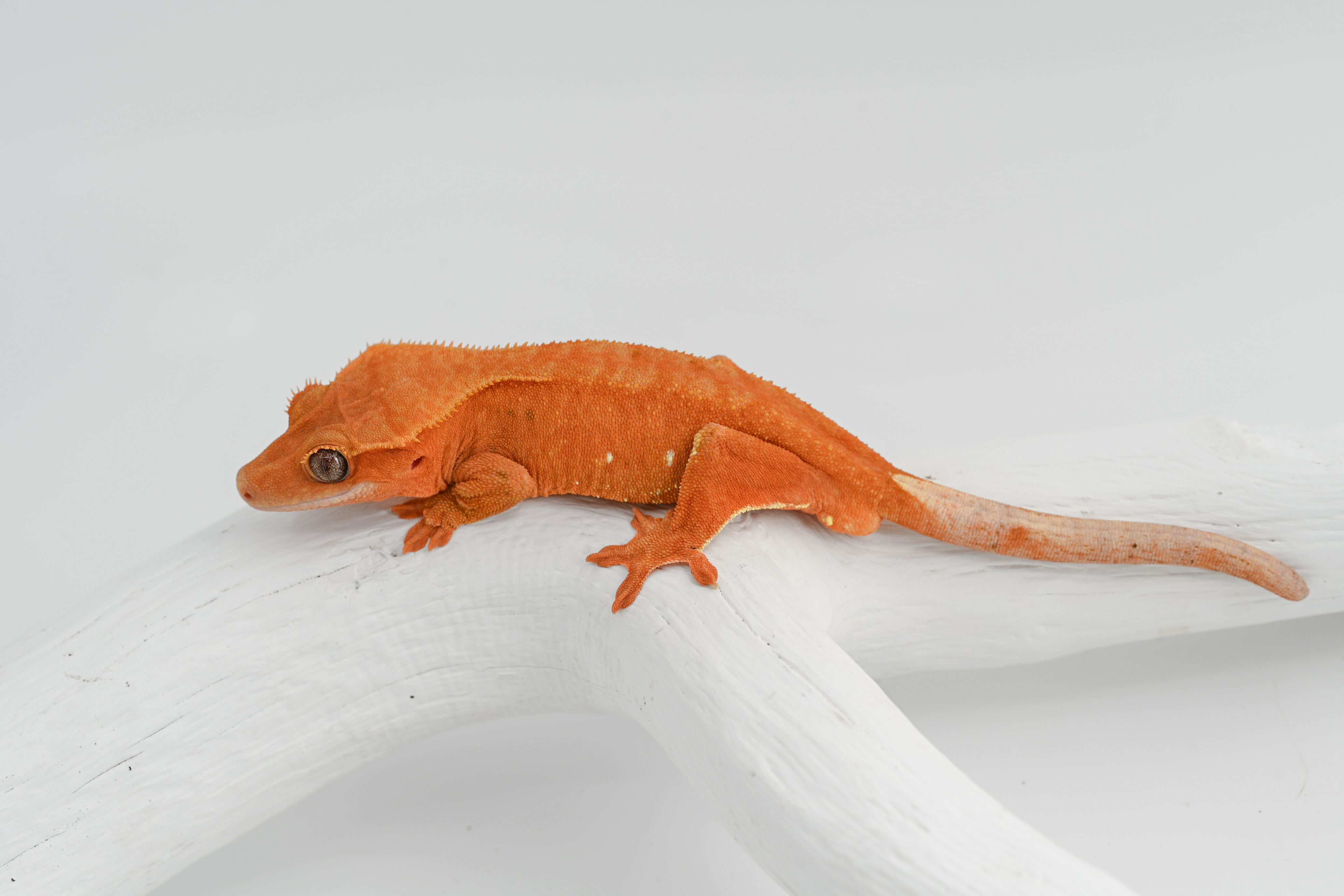 RTB Hypo Red Phantom Crested Gecko
