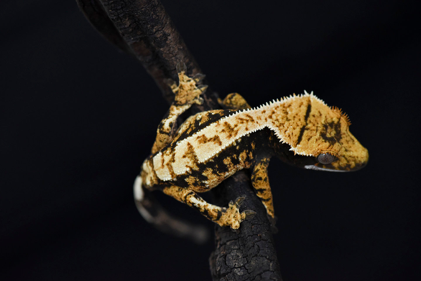 Tri-Color Harlequin Crested Gecko
