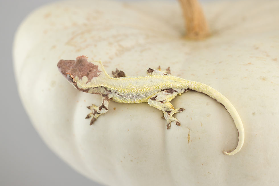 Thumbnail: High Expression Frappuccino Crested Gecko