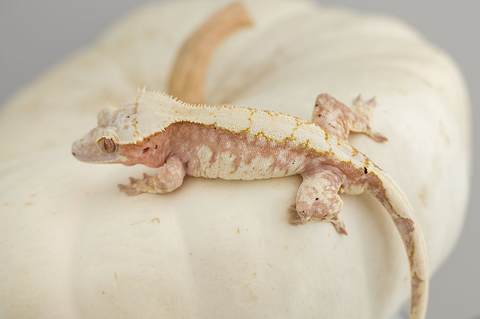 Thumbnail: Pink Line ✿ Harlequin Crested Gecko