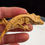 Thumbnail: XXX Line Extreme Harlequin Crested Gecko