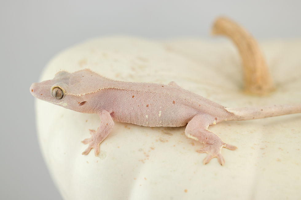 Thumbnail: Pink Line ✿ Red Spot & White Portholes Crested Gecko