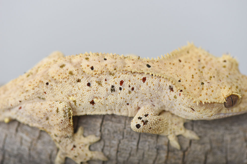 Black and Red Spotted Dalmatian Crested Gecko