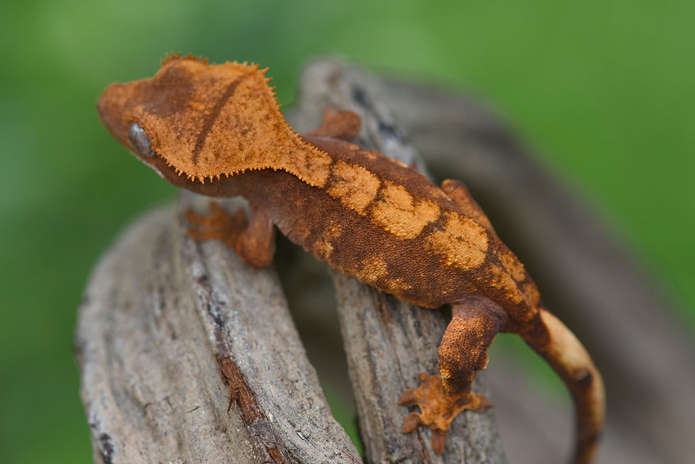 Thumbnail: Red Harlequin Crested Gecko