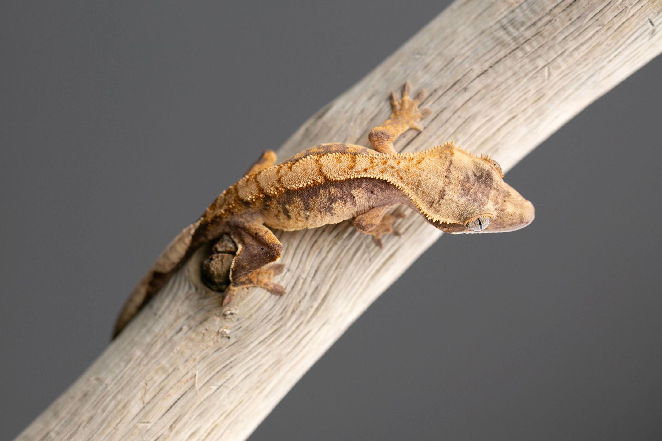 Extreme Harlequin Crested Gecko