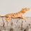 Thumbnail: Ink Spot Mardi Gras Super Dalmatian Crested Gecko
