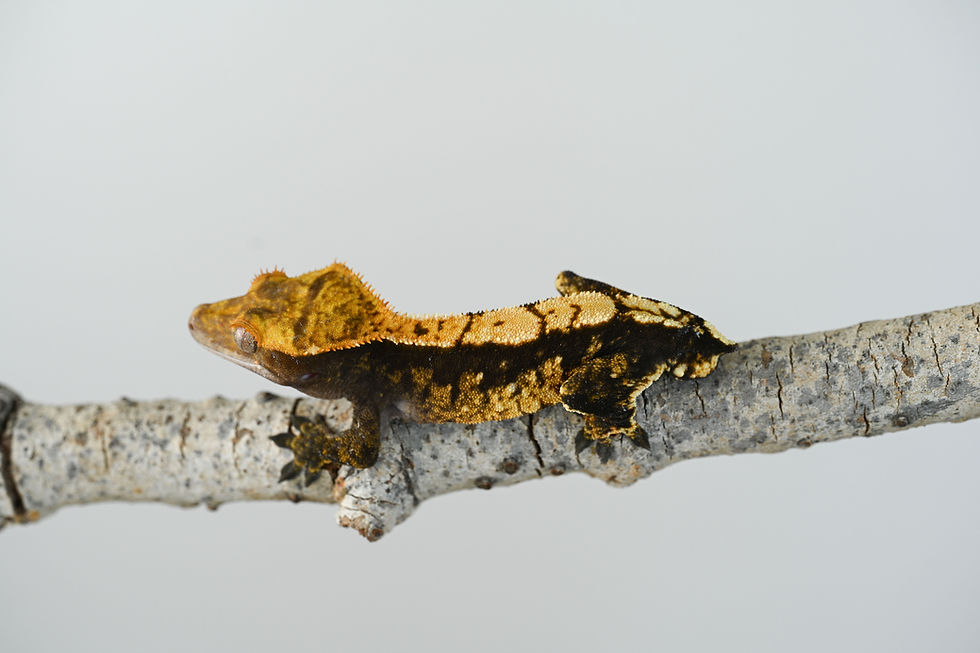 Thumbnail: High Contrast Harlequin Crested Gecko