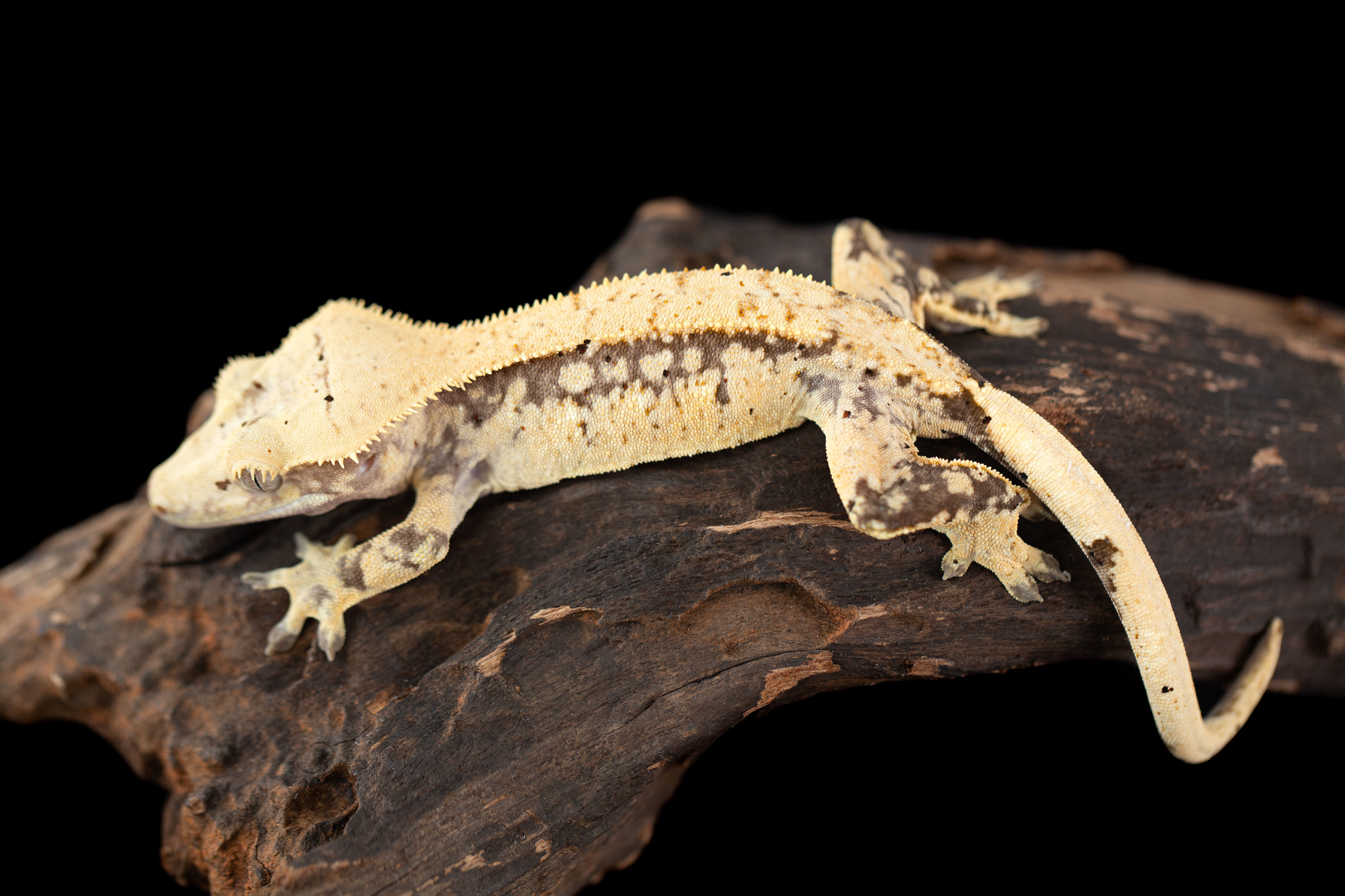 Harlequin Crested Gecko