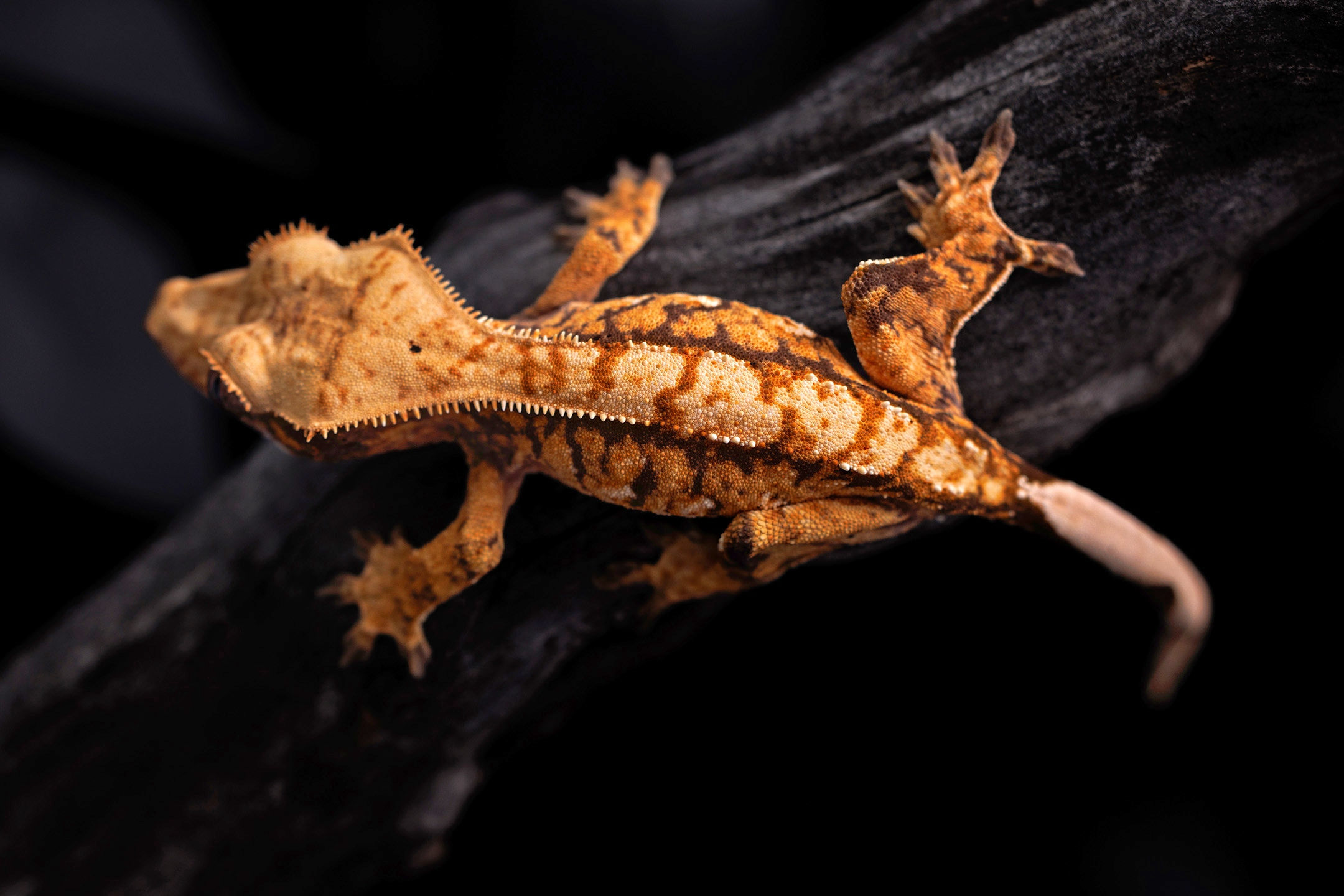 Tri-Color Extreme Harlequin Crested Gecko