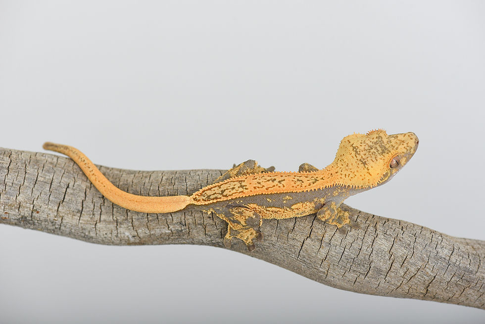 Thumbnail: Tangerine Pinstripe Crested Gecko