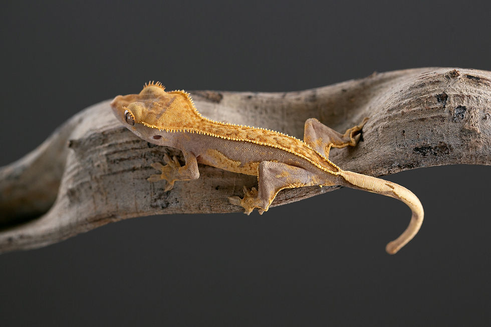 Thumbnail: Lavender Pinstripe Crested Gecko