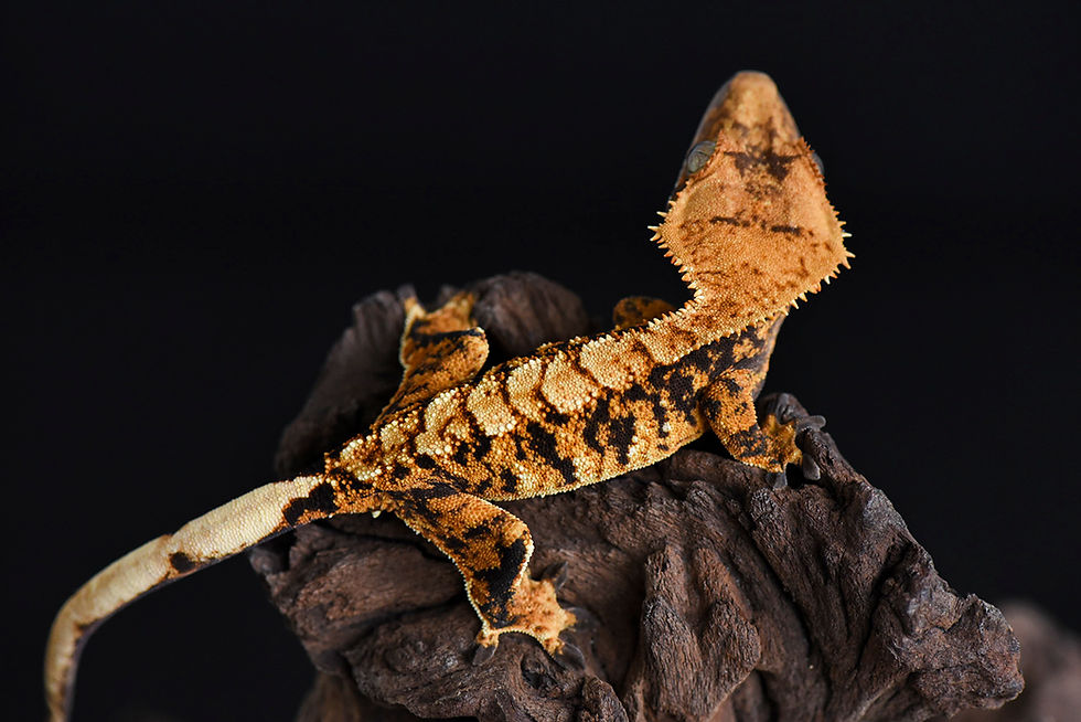 Thumbnail: Extreme Harlequin Crested Gecko