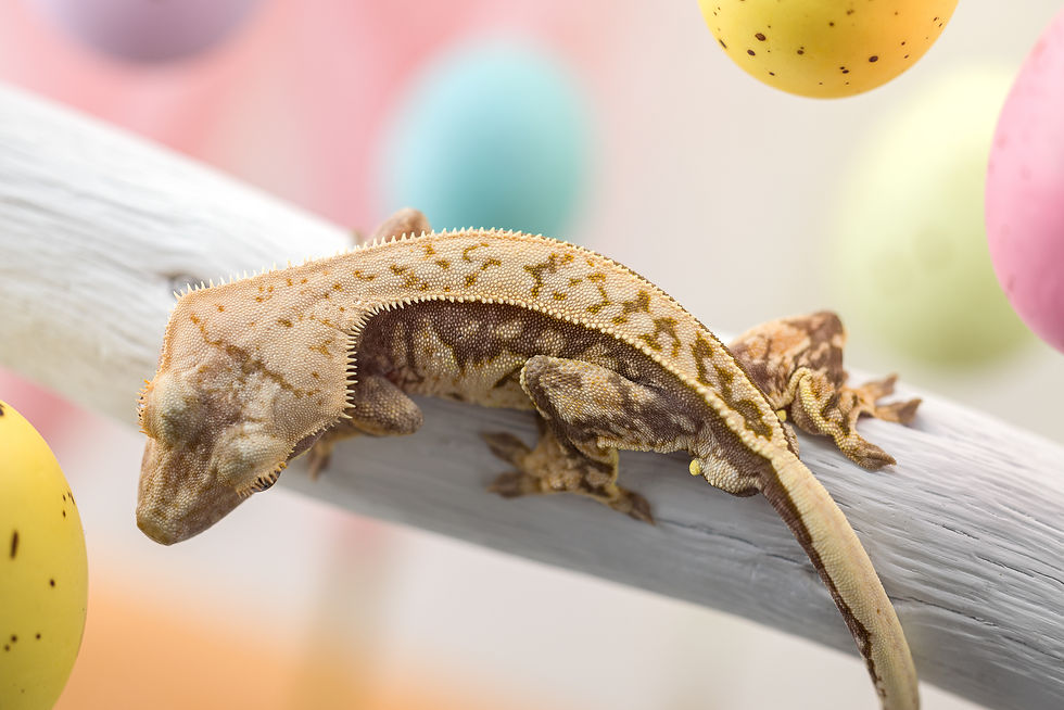 Thumbnail: Lavender Pinstripe Crested Gecko