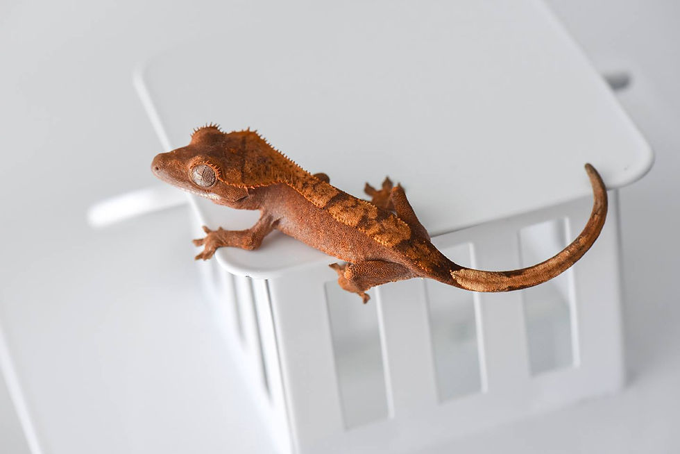 Red Harlequin Crested Gecko