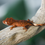 Thumbnail: Super Tiger Crested Gecko