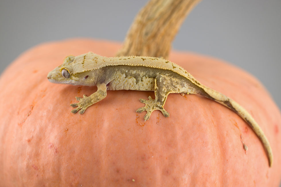 Thumbnail: Lavender Pinstripe Crested Gecko