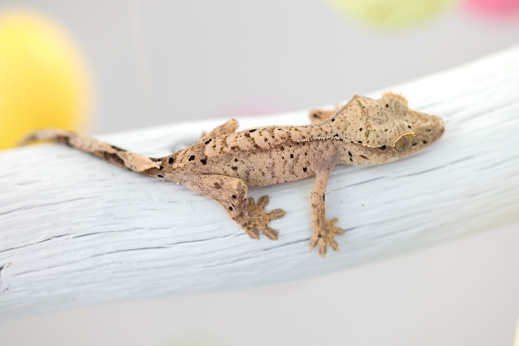Ink Spot Dalmatian Crested Gecko