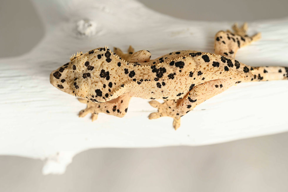 Thumbnail: INK SPOT Super Dalmatian Crested Gecko