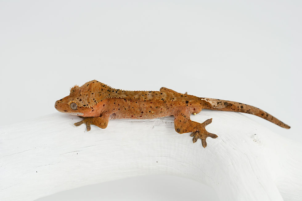 Thumbnail: Mardi Gras Super Dalmatian Crested Gecko