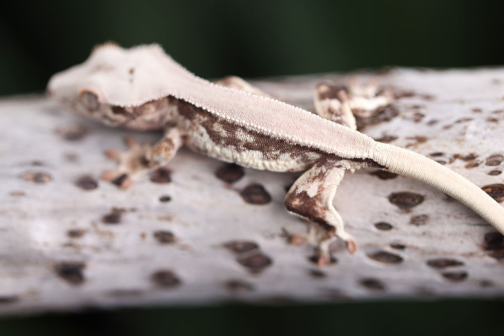 High Expression Lilly White Crested Gecko