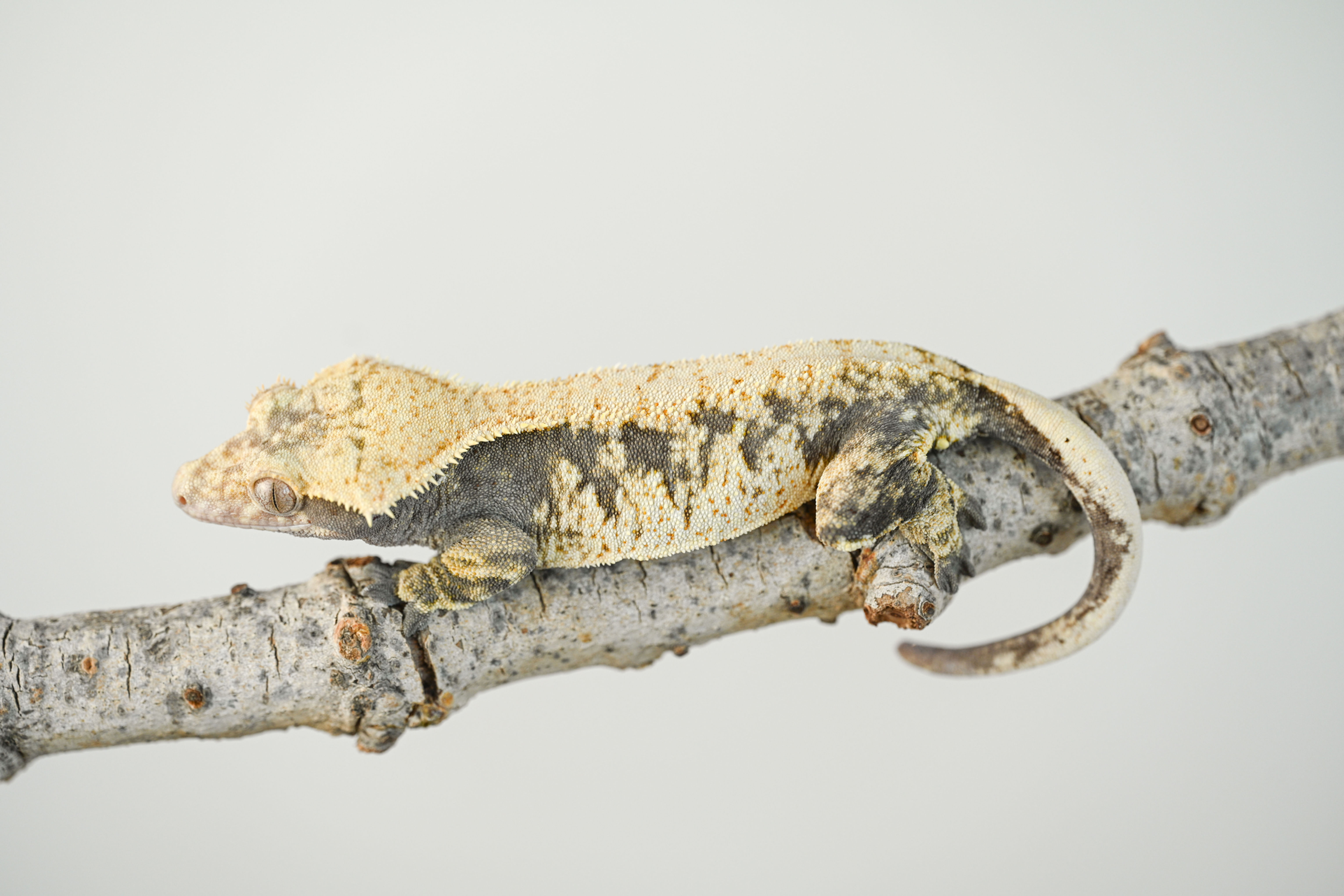High-White Extreme Harlequin Crested Gecko
