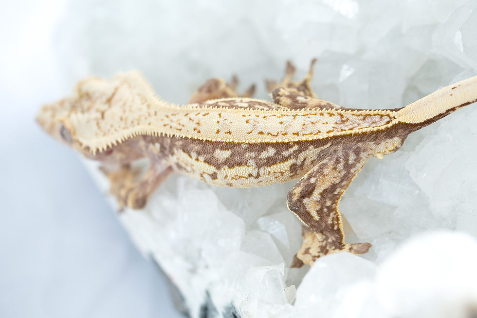 Thumbnail: Lavender Pinstripe Crested Gecko