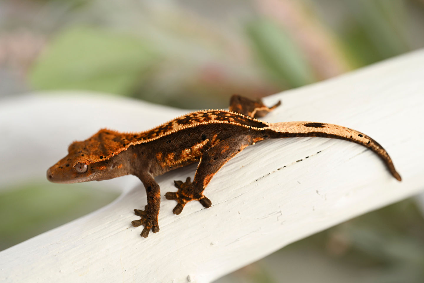 HET EB High Contrast Pinstripe Crested Gecko
