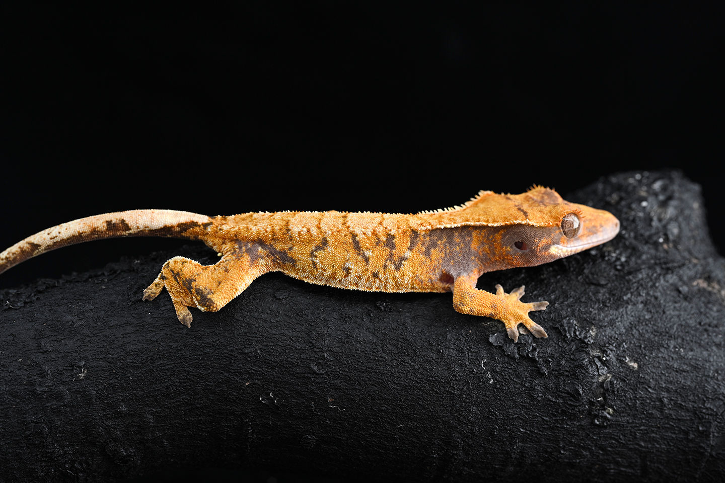 Holdback Release: Tri-Color Extreme Harlequin Crested Gecko