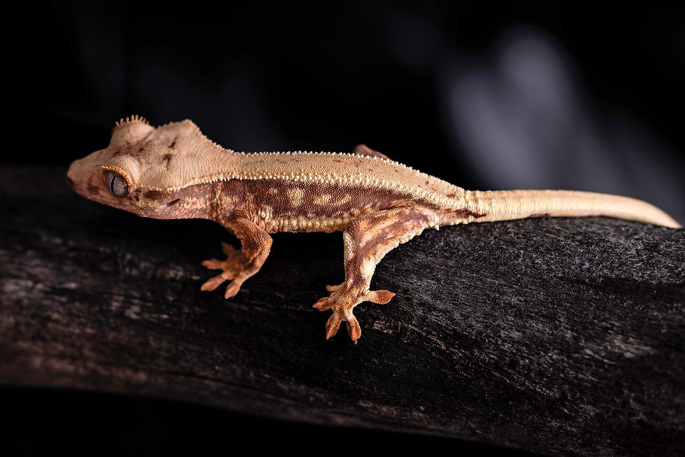 Thumbnail: Lilly White Crested Gecko