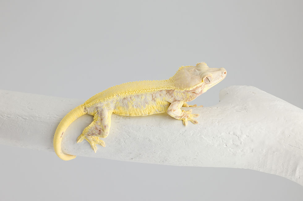 Thumbnail: Lavender High-Expression Lilly White Crested Gecko