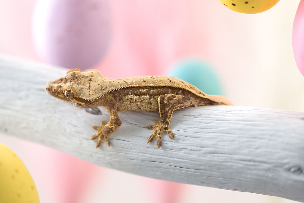 Lavender Solid Back Pinstripe Crested Gecko