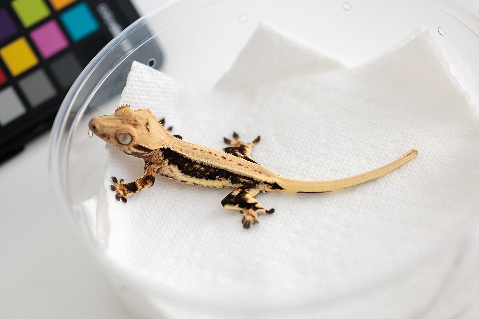 Thumbnail: Dark Base Lilly White Crested Gecko