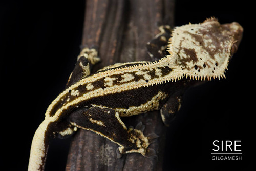 High-Contrast Super Stripe Crested Gecko | Fringemorphs