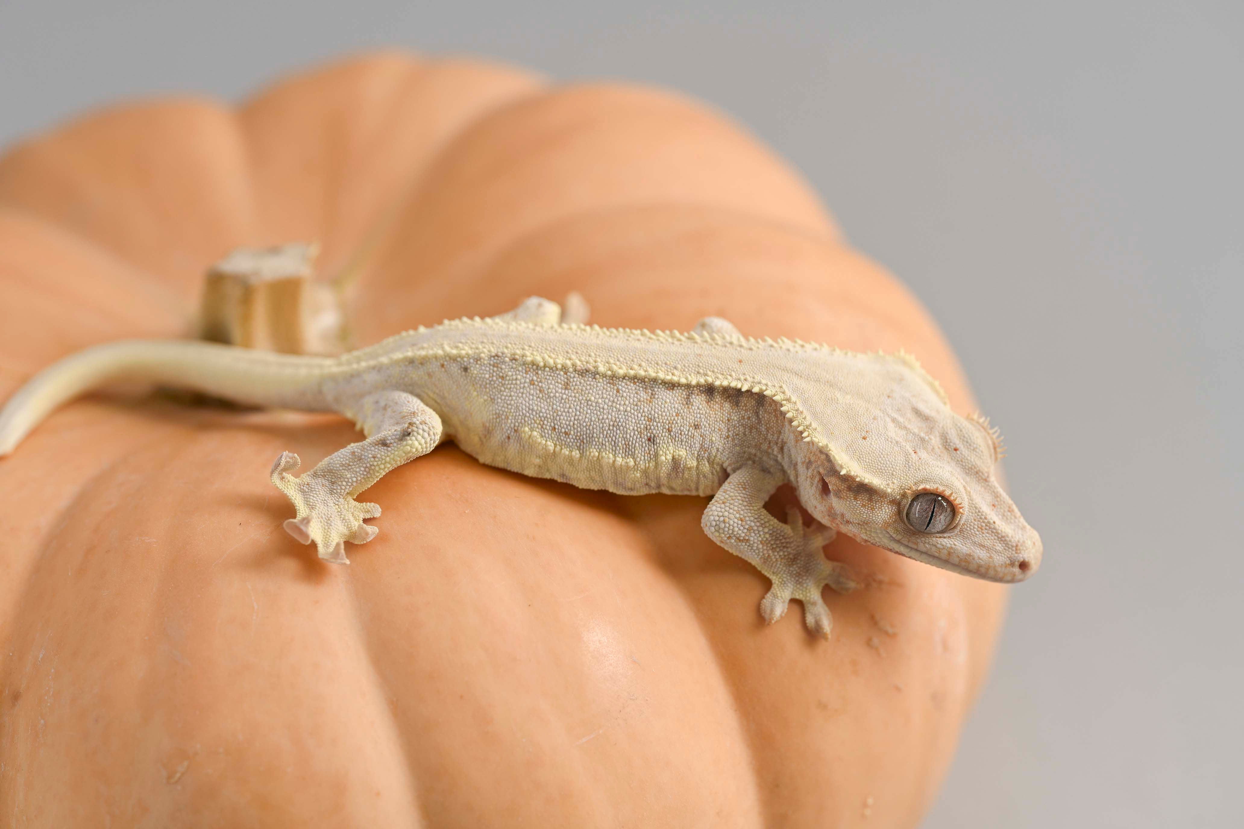 High Expression Lilly White Crested Gecko
