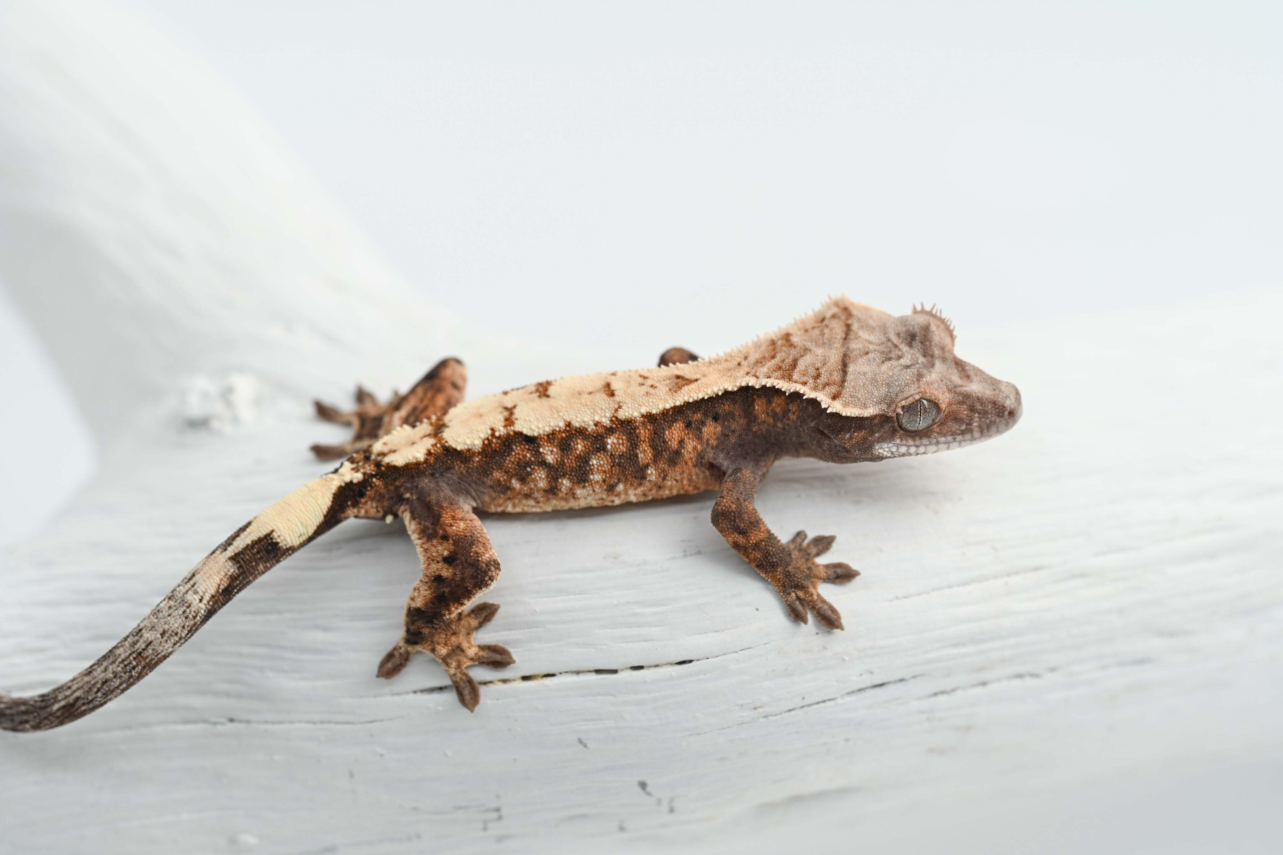 XXX Lineage Highway Crested Gecko