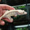 Thumbnail: Hypo Lavender & Cream Extreme Harlequin Crested Gecko