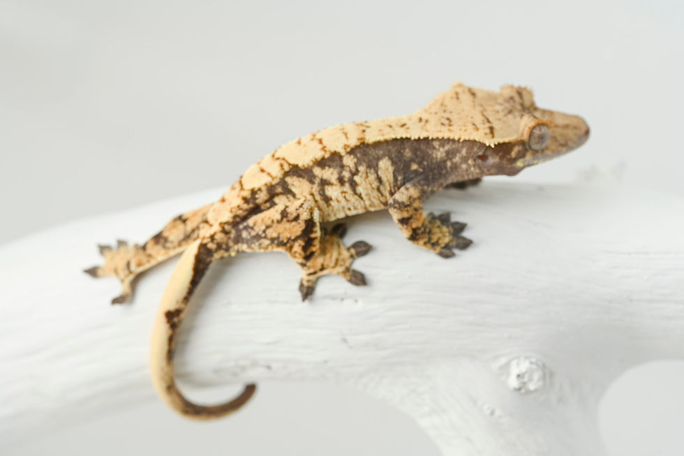 Thumbnail: Extreme Harlequin Crested Gecko