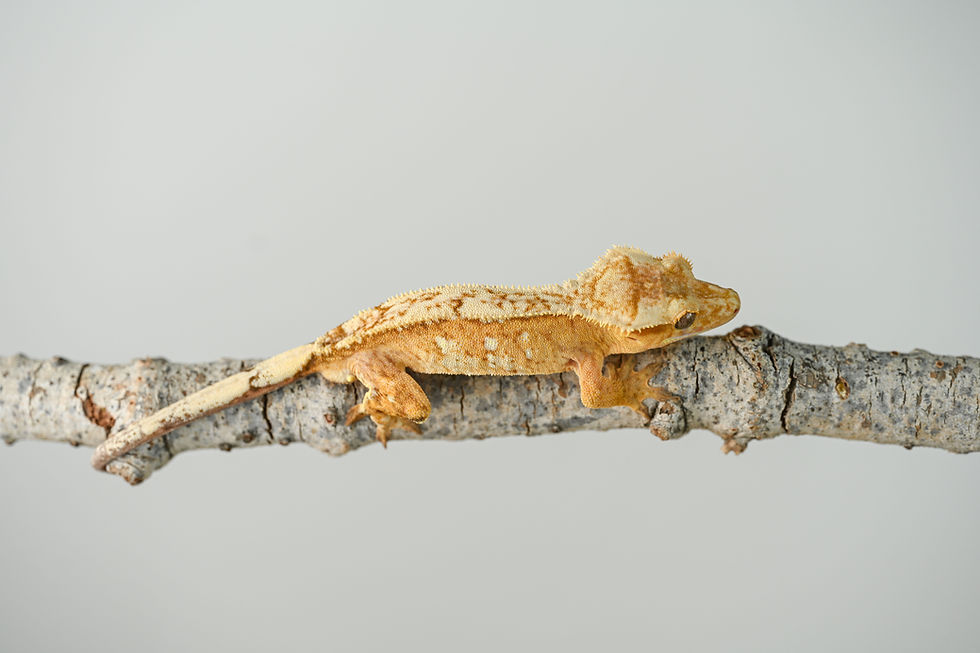 Creamsicle/Hypo Pinstripe Crested Gecko