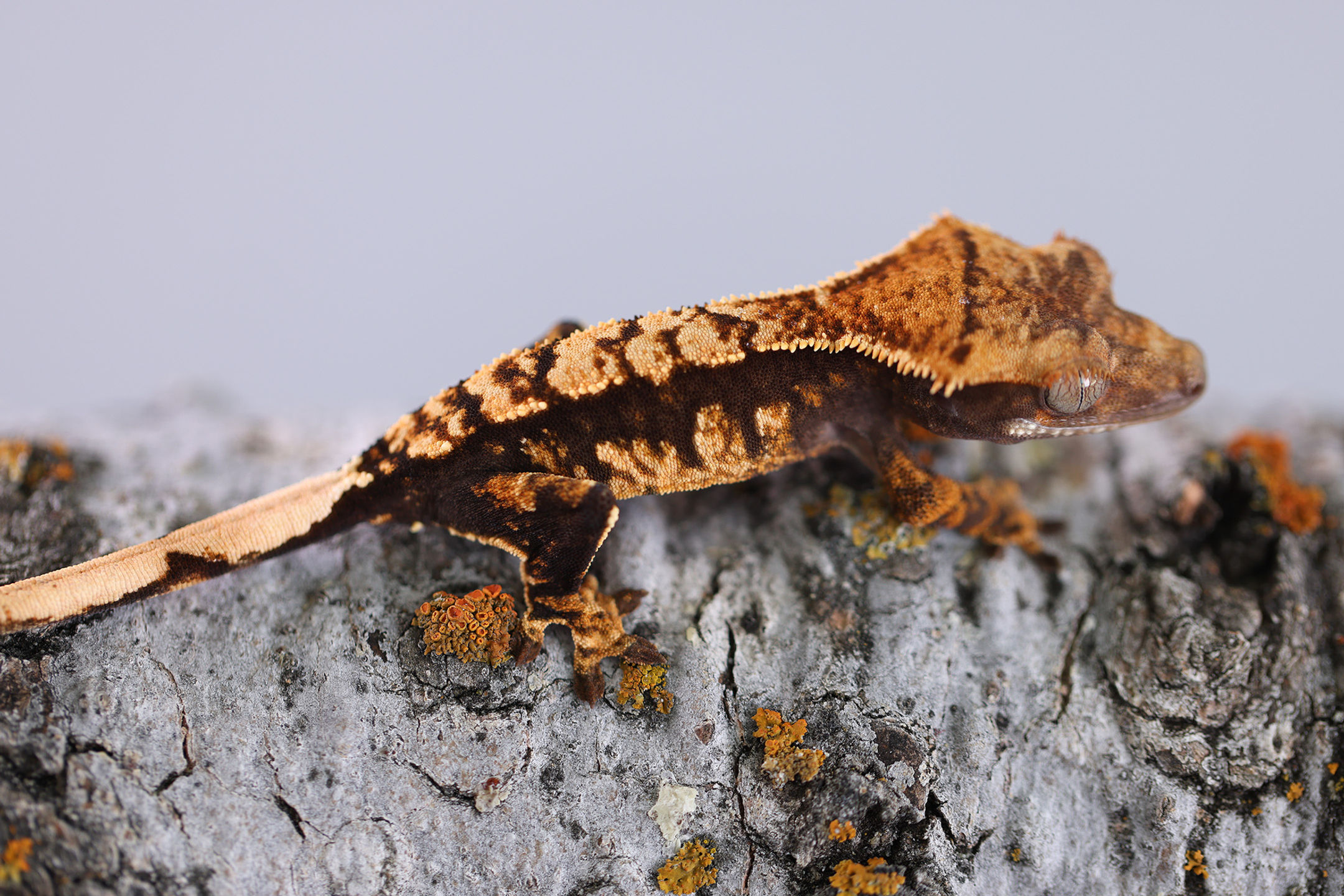 High Contrast Harlequin Crested Gecko
