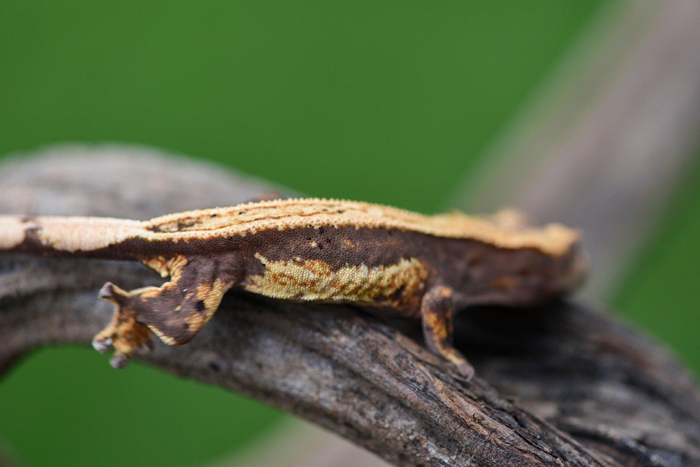 Lavender Quad Stripe Crested Gecko | Fringemorphs