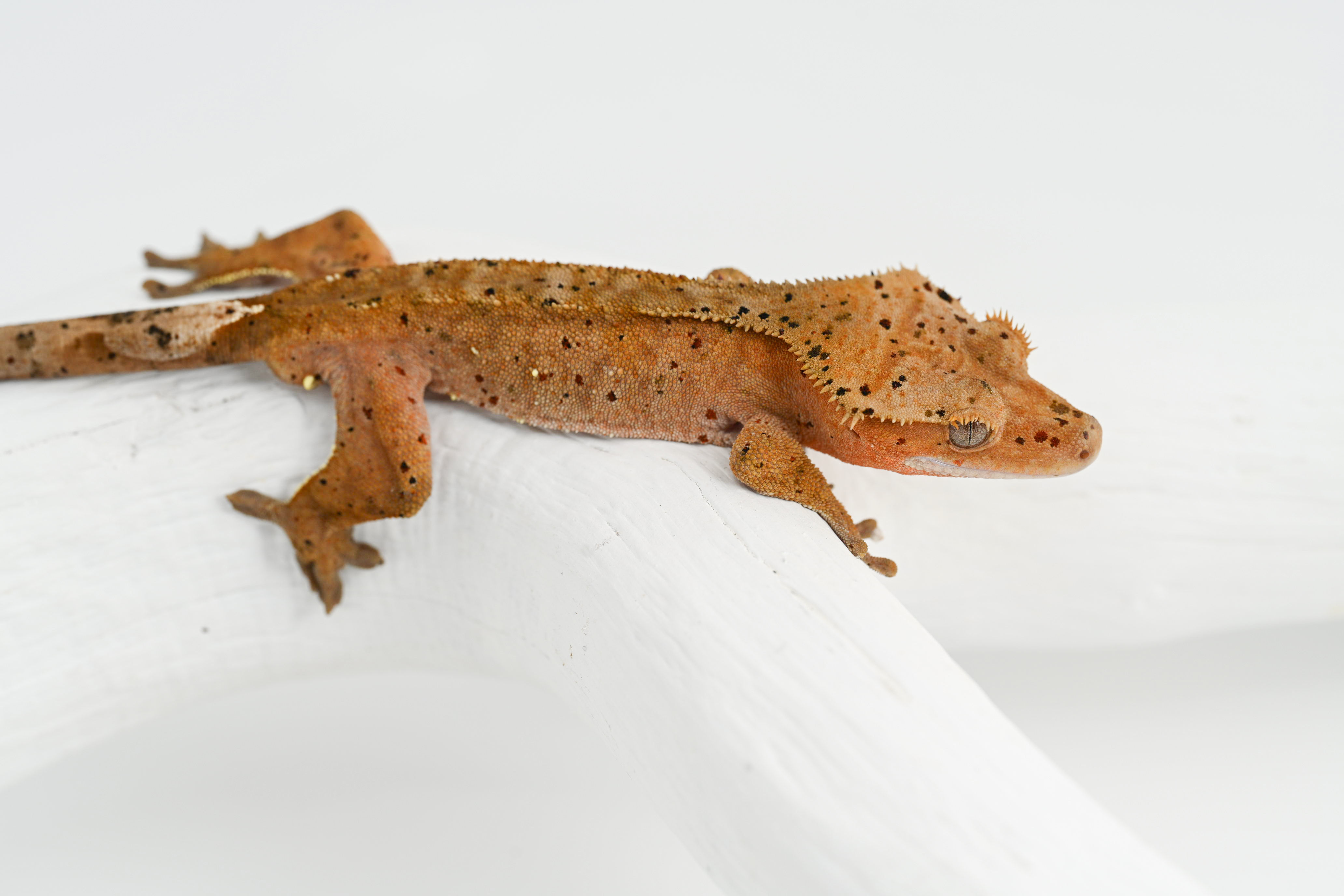 Mardi Gras Super Dalmatian Crested Gecko
