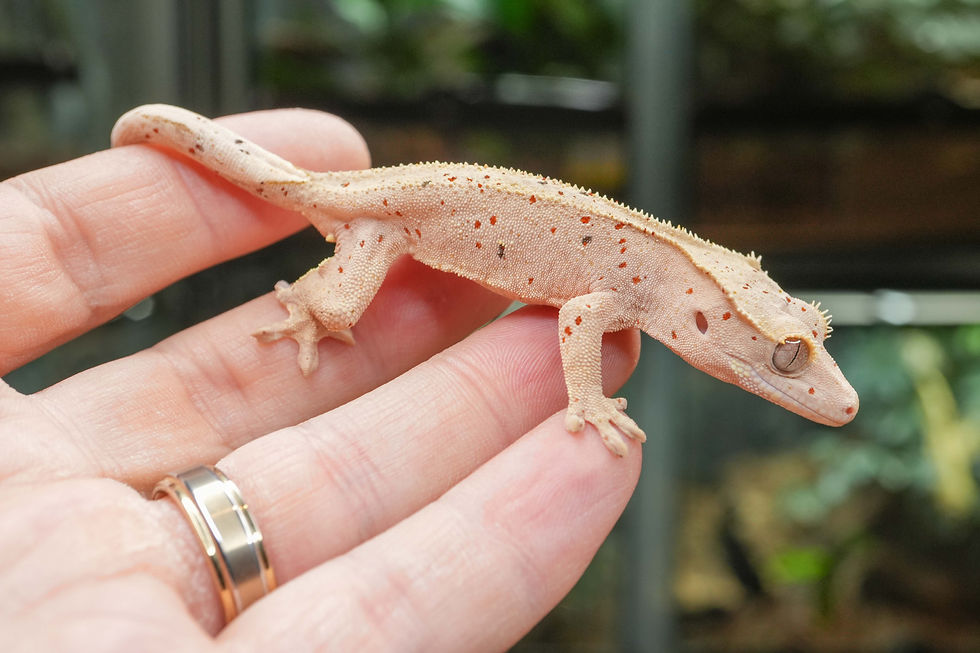 Thumbnail: Mardi Gras Super Dalmatian Crested Gecko