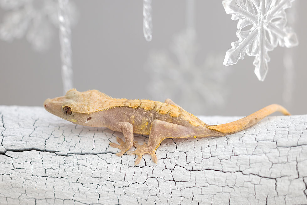 Thumbnail: Pink Line ✿ Harlequin Crested Gecko
