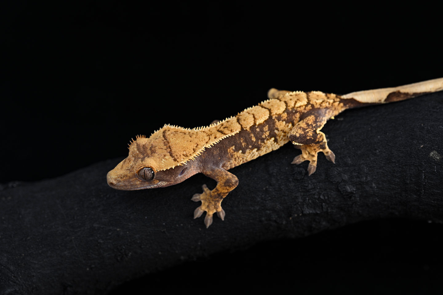 Extreme Harlequin Crested Gecko