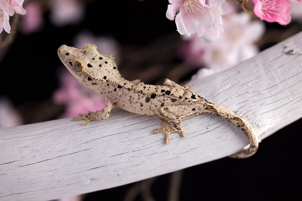 Thumbnail: Pale Base Ink Spot Dalmatian Crested Gecko
