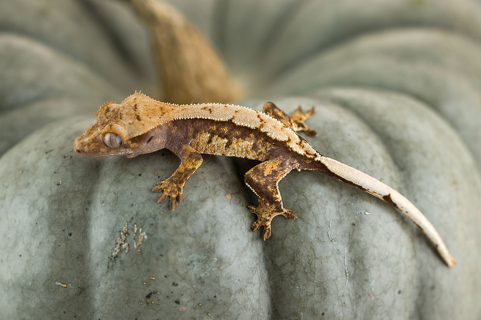Thumbnail: Lavender Pinstripe Crested Gecko
