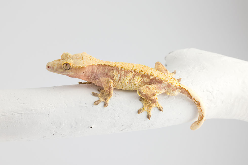 Thumbnail: Red Extreme Harlequin Crested Gecko